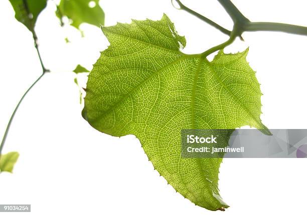 High Key Pusta Leaf - zdjęcia stockowe i więcej obrazów Biały - Biały, Botanika, Fotografika