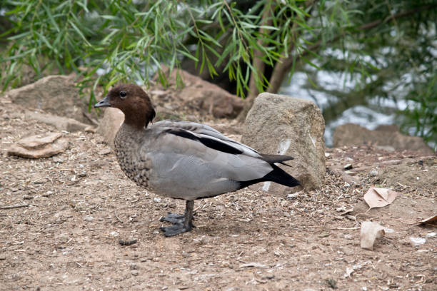istock Australian wood duck; 910343310