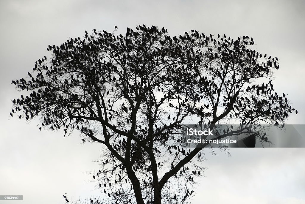 De fruits aviaire - Photo de Carouge libre de droits