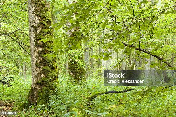 Old Oaks And Maples In The Forest Stock Photo - Download Image Now - Ancient, Bialowieza Forest, Branch - Plant Part