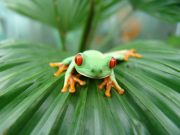 Rotaugenlaubfrosch - Red-eyed Tree Frog stock photo
