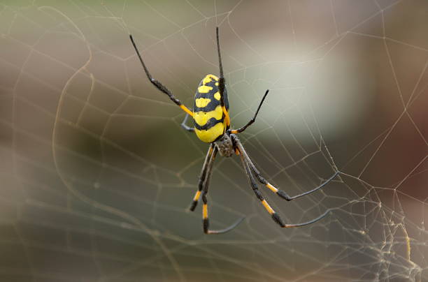 Black and Yellow spider in a web stock photo