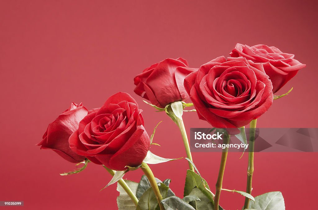 Букет из пяти роз на красном фоне - Стоковые фото Без людей роялти-фри