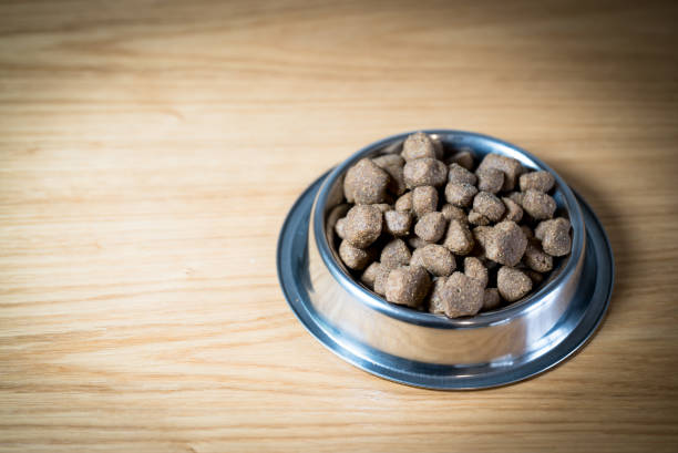 istock Dog food in bowl 910353714