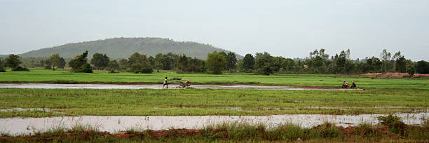 agricultor de arroz paddy-camboja - developing countries farmer rice paddy asia imagens e fotografias de stock