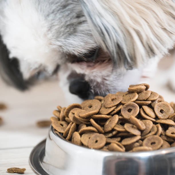 istock Dog food in bowl 910354110