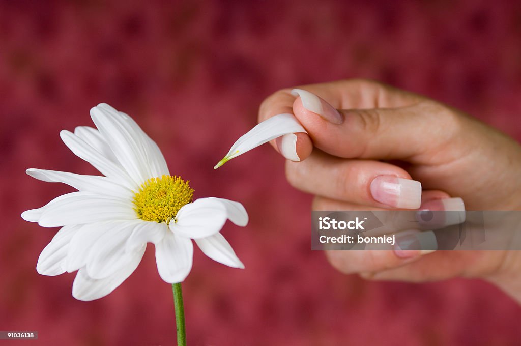 Mão colheita de pétalas de flor. - Foto de stock de Amarelo royalty-free