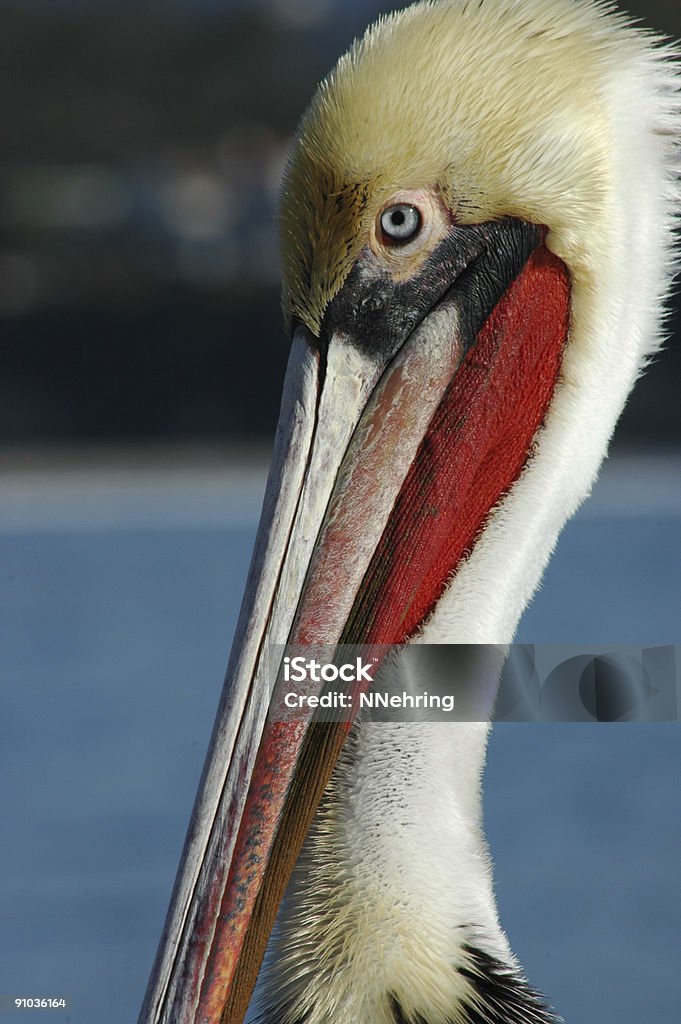 Pélican brun californien, Pelecanus occidentalis californicus - Photo de Pélican brun libre de droits