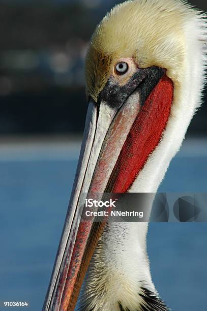 Photo libre de droit de Pélican Brun Californien Pelecanus Occidentalis Californicus banque d'images et plus d'images libres de droit de Pélican brun