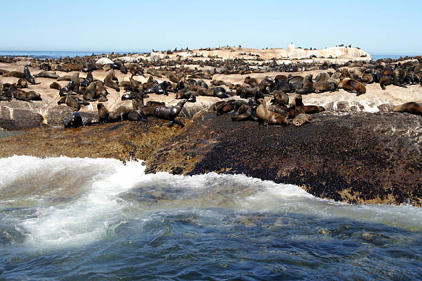 istock Seals of South Africa 91036192
