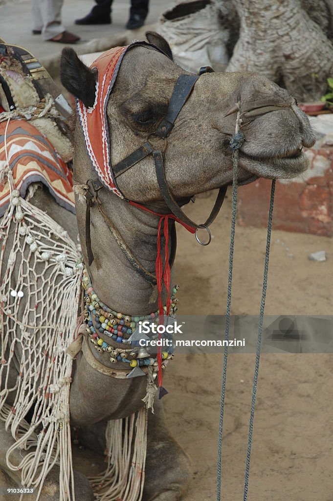 «pushkar» - Photo de Afrique libre de droits