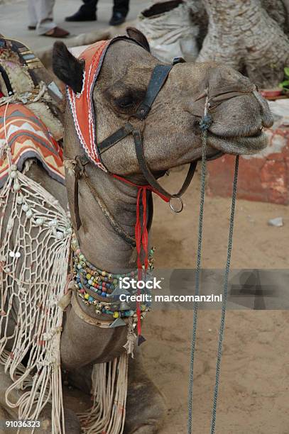 Photo libre de droit de Pushkar banque d'images et plus d'images libres de droit de Afrique - Afrique, Ajmer, Asie de l'Ouest