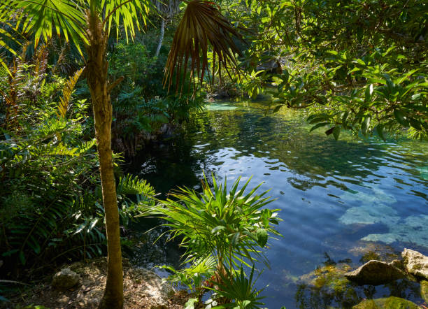istock Cenote in Riviera Maya of Mayan Mexico 910363316