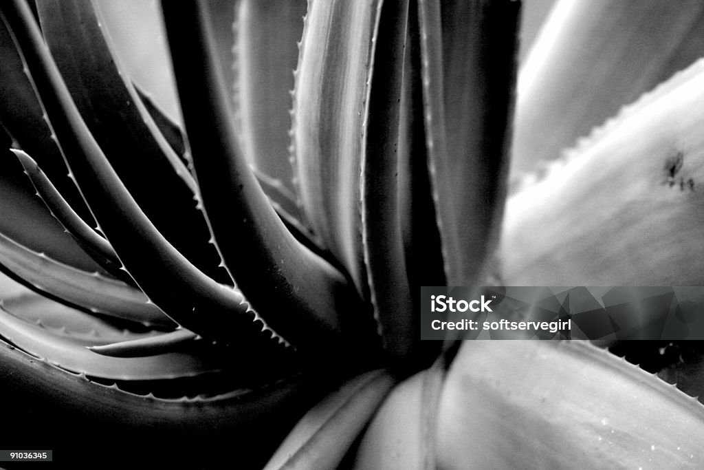 Schwarze und weiße Blumen Komposition - Lizenzfrei Aloe Stock-Foto