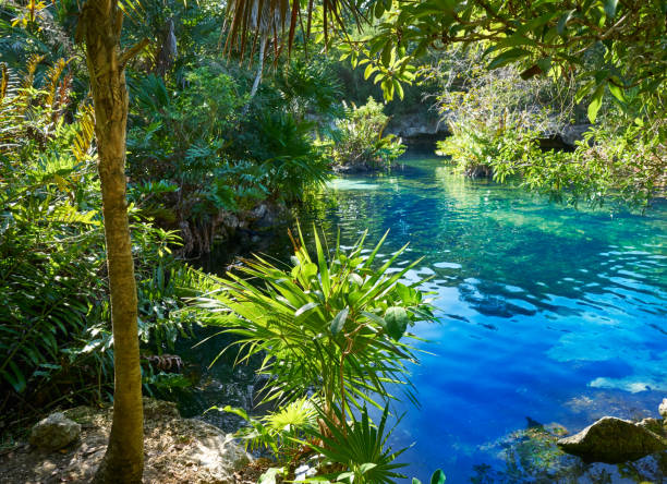 istock Cenote in Riviera Maya of Mayan Mexico 910363782