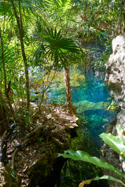 istock Cenote in Riviera Maya of Mayan Mexico 910364018