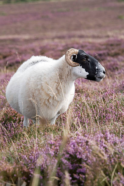 A sheep stands on a grassy hilltop moor under a cloudy sky in the countryside. The tranquil scene captures rural life, peaceful nature, and the quiet beauty of open pastures and farmland.