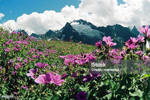 Estate Daydombai - Fotografie stock e altre immagini di Abete - Abete, Acqua, Alpi