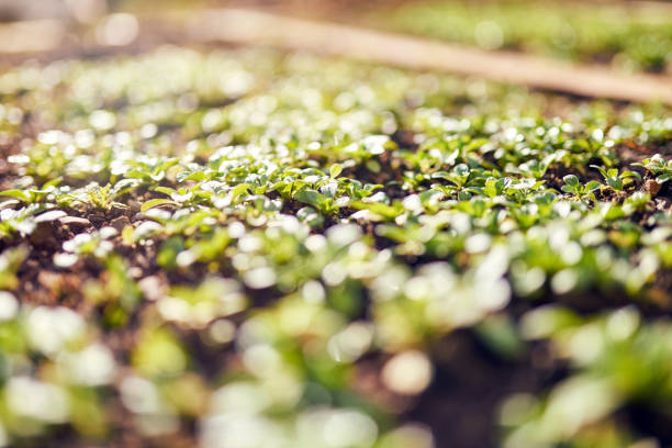 Lamb's lettuce - Corn salad with raindrops growing in soil