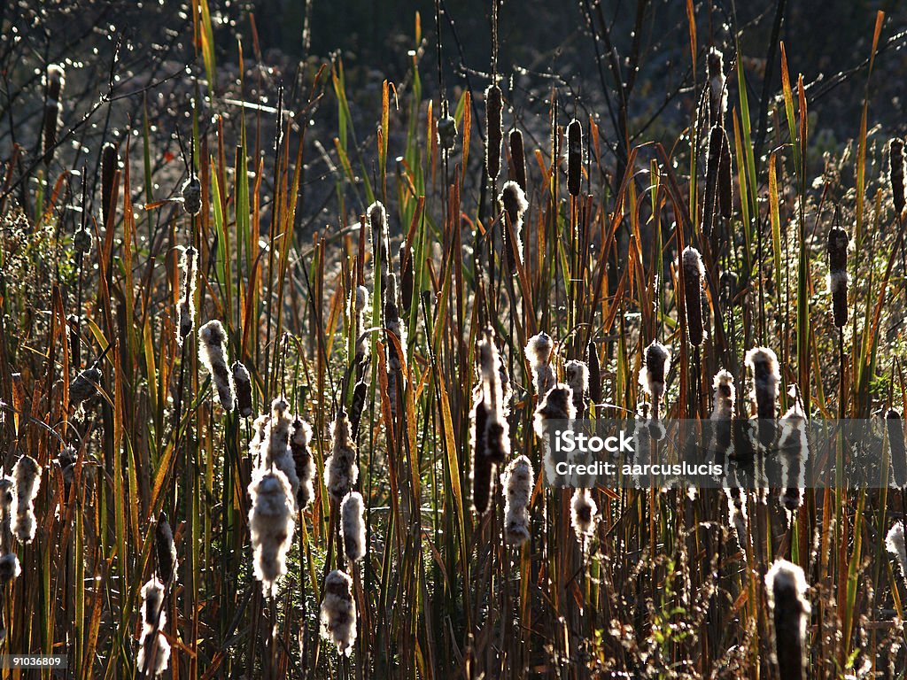 Cattails va a semilla - Foto de stock de Belleza libre de derechos