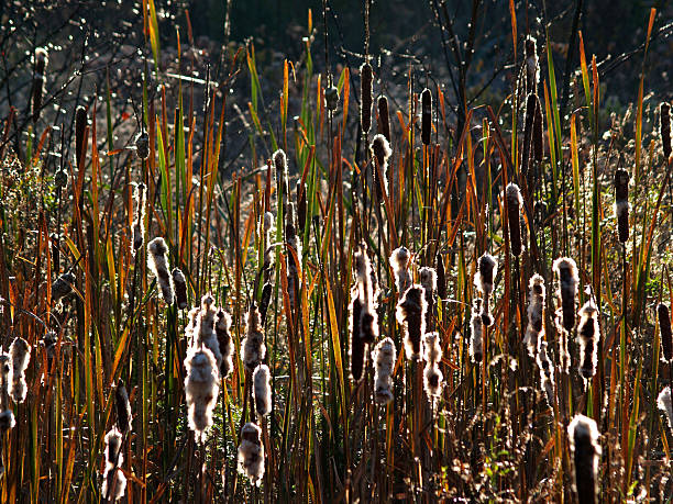 Cattails Going To Seed stock photo