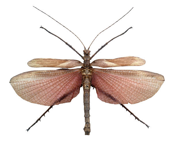 exótico masculino grasshopper - giant grasshopper - fotografias e filmes do acervo