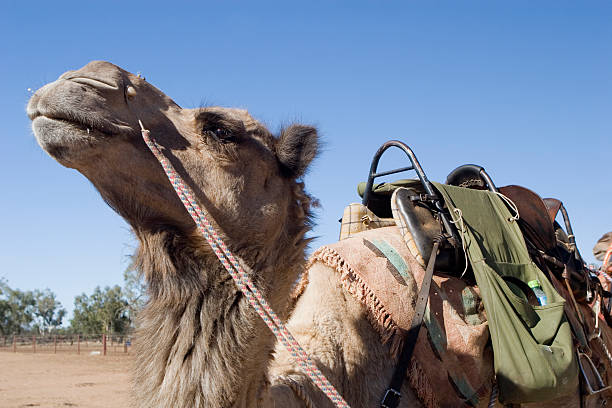 camel mit sattel - camel dromedary camel desert alice springs stock-fotos und bilder