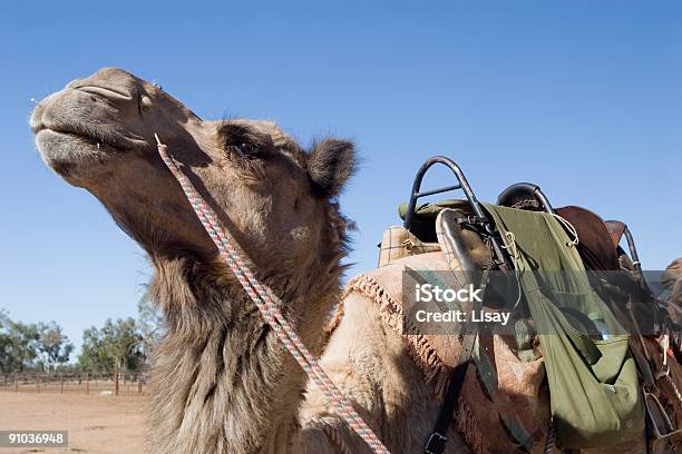 Photo libre de droit de Camel Brun Cravache banque d'images et plus d'images libres de droit de Alice Springs - Alice Springs, Australie, Chameau
