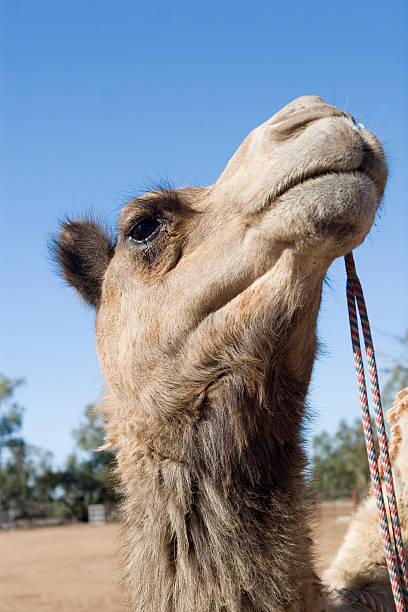 camel head - camel dromedary camel desert alice springs stock-fotos und bilder