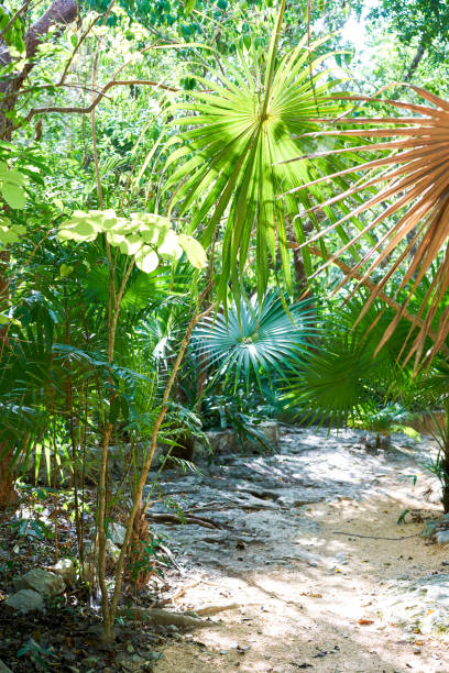 istock Riviera maya rainforest jungle Mexico 910370918