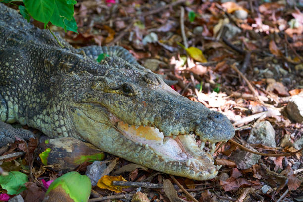 istock Crocodile in Mexico Riviera Maya 910371594