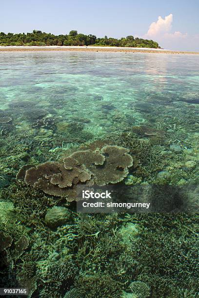 Photo libre de droit de Île De Sipadan Coral Reef De Bornéo À Sabah banque d'images et plus d'images libres de droit de Asie - Asie, Asie du Sud-Est, Aventure