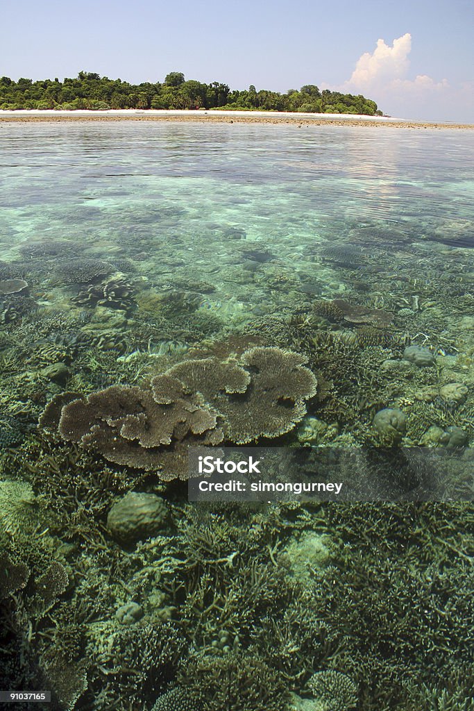 Isola di sipadan barriera corallina sabah del borneo - Foto stock royalty-free di Acqua