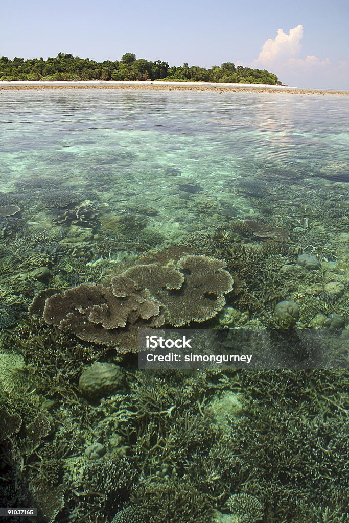 Ilha sipadan coral reef sabah Bornéu - Foto de stock de Aventura royalty-free