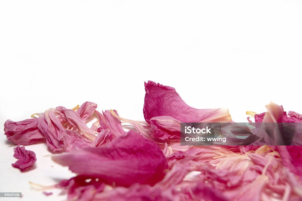 복사 공간이 Petal Pink - 로열티 프리 0명 스톡 사진