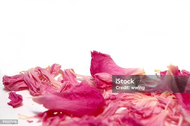 복사 공간이 Petal Pink 0명에 대한 스톡 사진 및 기타 이미지 - 0명, 꽃 나무, 꽃 한송이