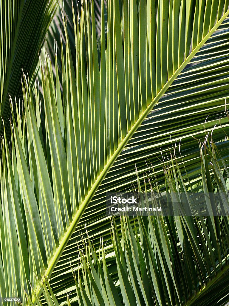 Feuilles de palmier - Photo de Abstrait libre de droits