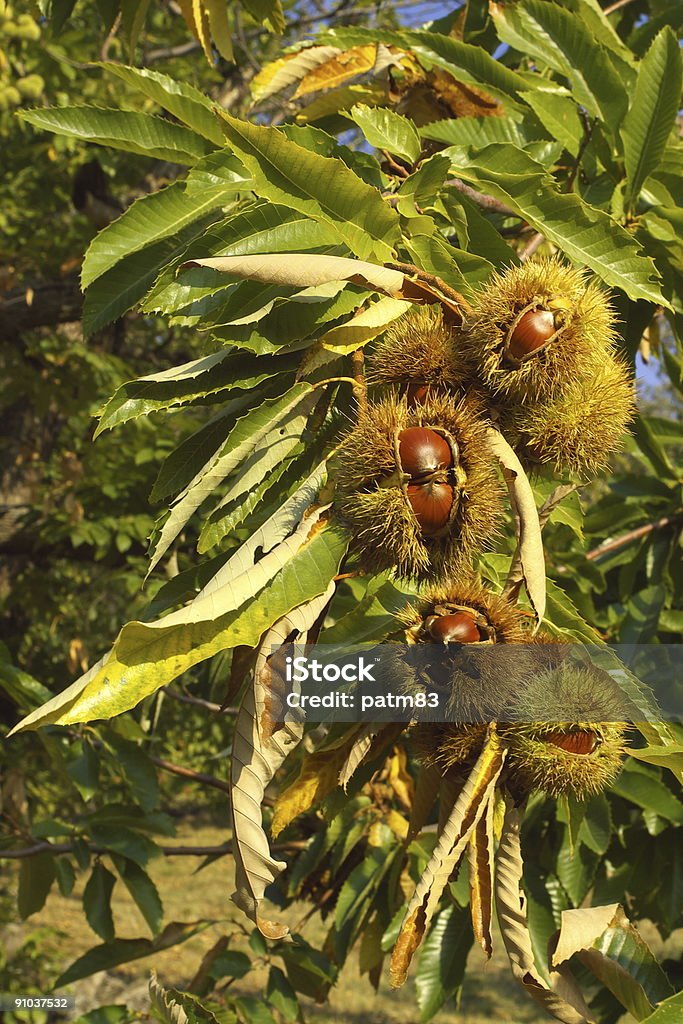 Chestnuts on the branch  Agriculture Stock Photo