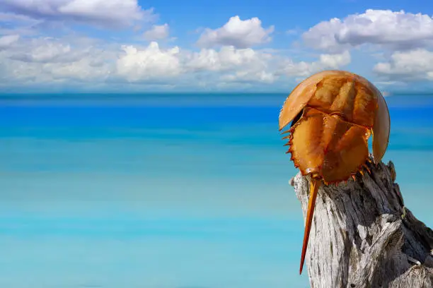 Cacerola de mar Limulus polyphemus horseshoe crab in Mexico