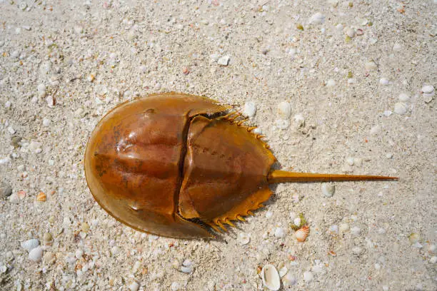 Cacerola de mar Limulus polyphemus horseshoe crab in Mexico