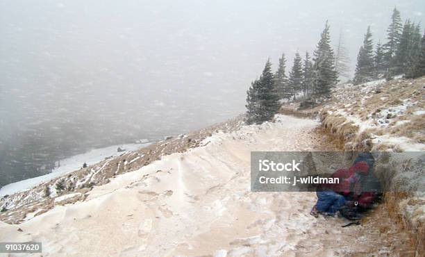 Zima Blizzard - zdjęcia stockowe i więcej obrazów Cyklon - Cyklon, Drzewo, Pył