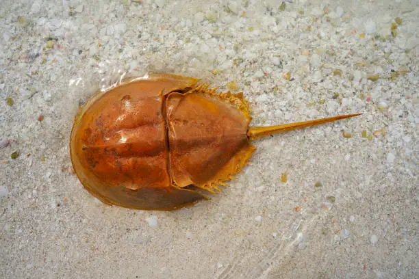 Cacerola de mar Limulus polyphemus horseshoe crab in Mexico