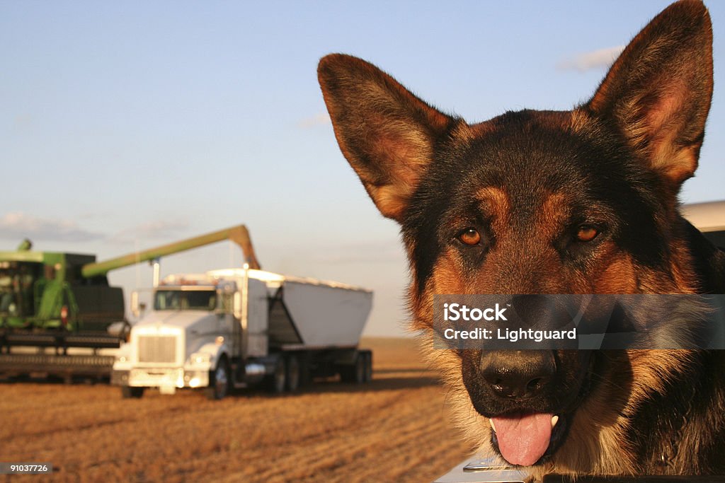 harvest chien - Photo de Berger allemand libre de droits