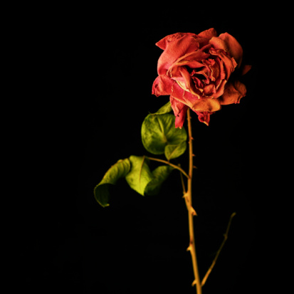 wilted red rose, isolated on black, square frame