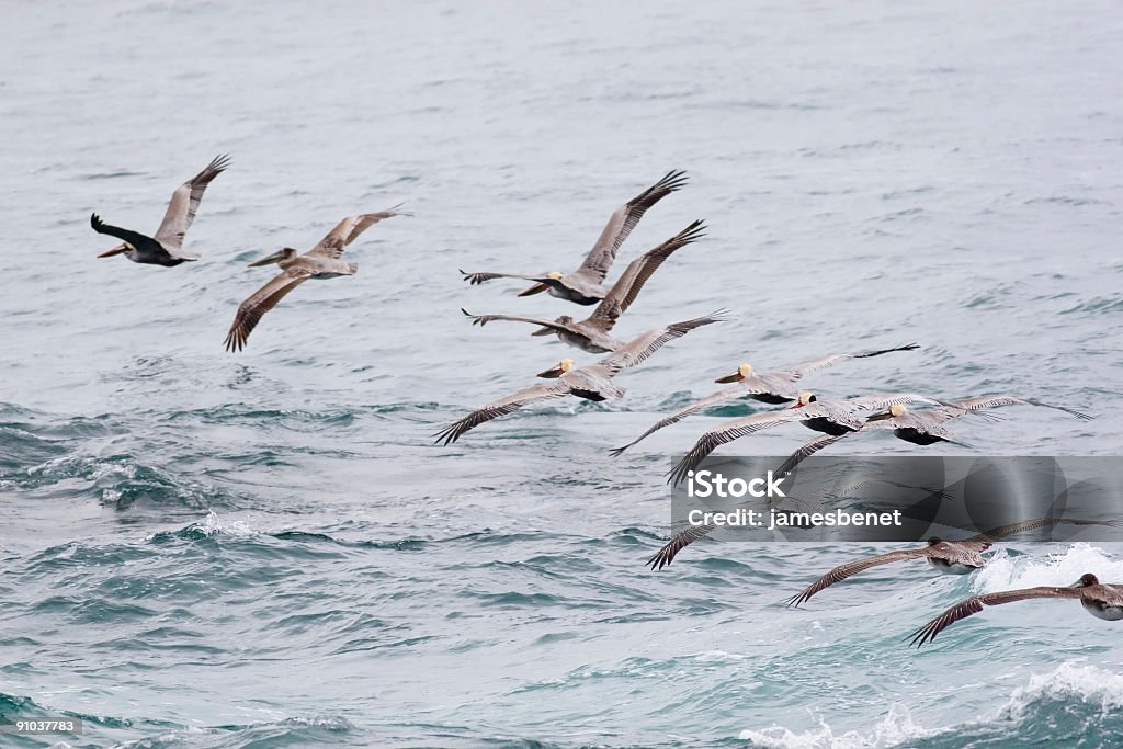 Pacific Pelican Flight  Aquatic Organism Stock Photo