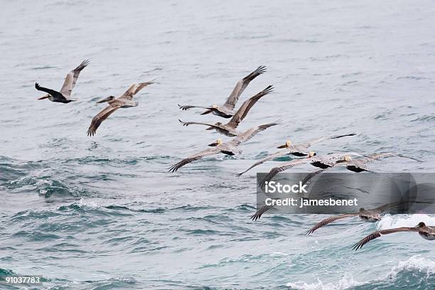 Pacific Pelican Flight Stock Photo - Download Image Now - Aquatic Organism, Arrangement, Bird