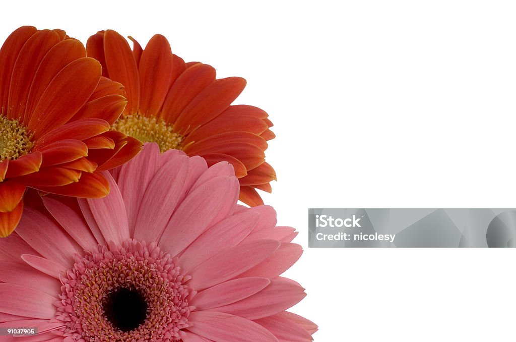 Rosa e arancione gerberas - Foto stock royalty-free di Allegro