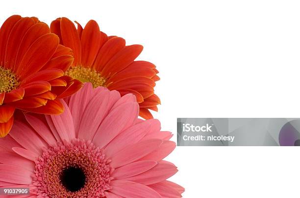 Różowy I Pomarańczowy Gerberas - zdjęcia stockowe i więcej obrazów Bez ludzi - Bez ludzi, Białe tło, Fotografika