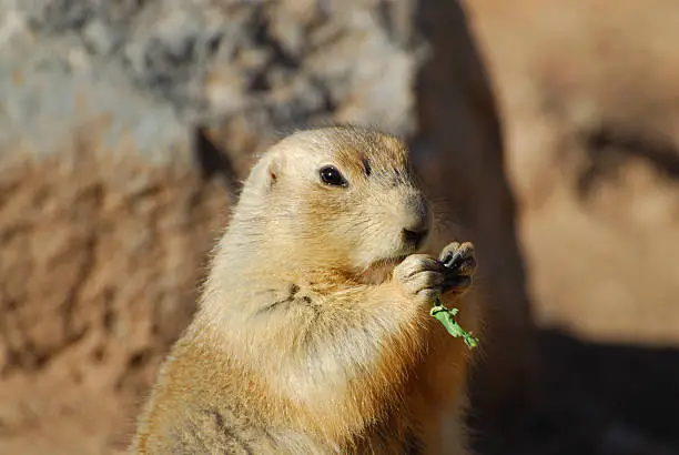 Photo of a black-tailed prairie dog eating lunch.