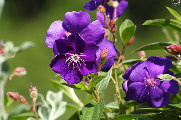 花の tibouchina urvilleana ストックフォト